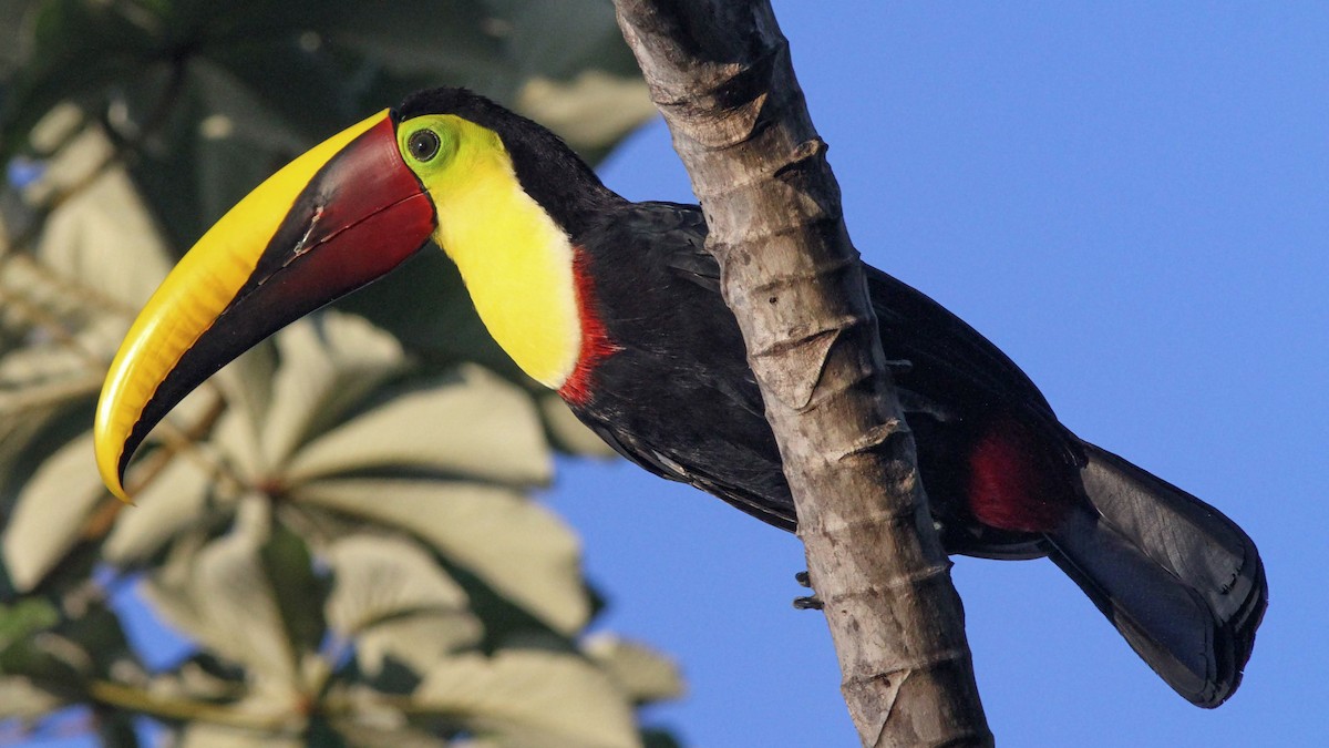 Yellow-throated Toucan - ML131231721