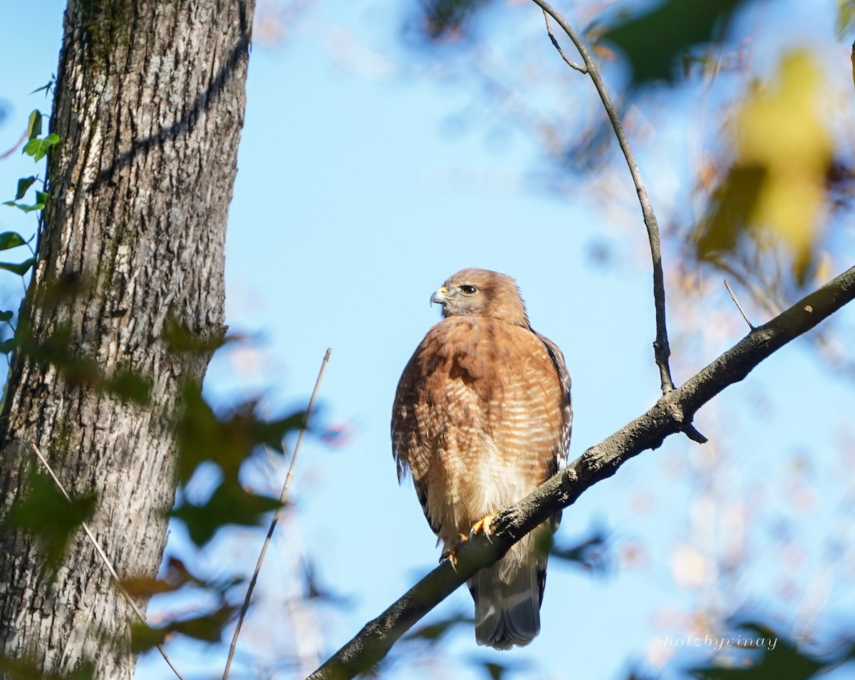 Red-shouldered Hawk - ML131232701