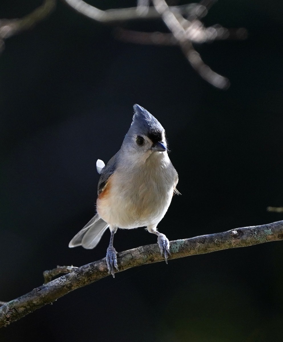 Tufted Titmouse - ML131233071