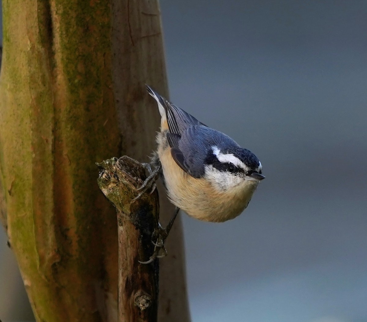 Red-breasted Nuthatch - ML131233141