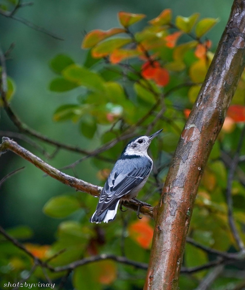 White-breasted Nuthatch - ML131233281