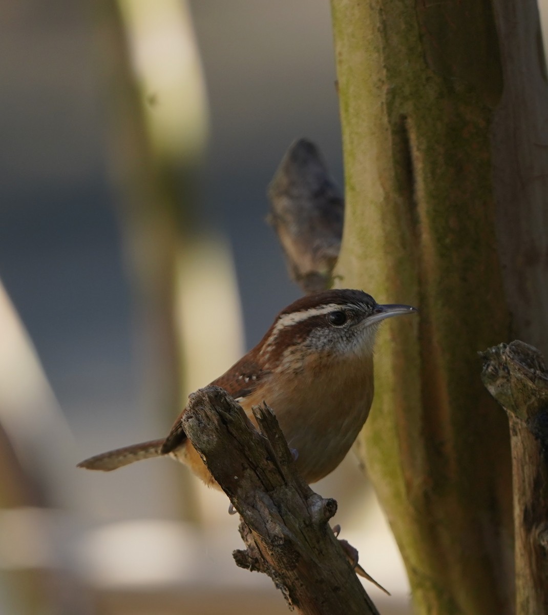 Carolina Wren - ML131233331