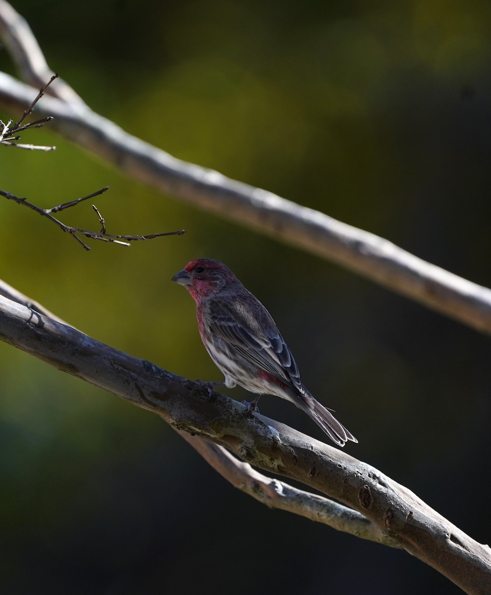 House Finch - ML131233401