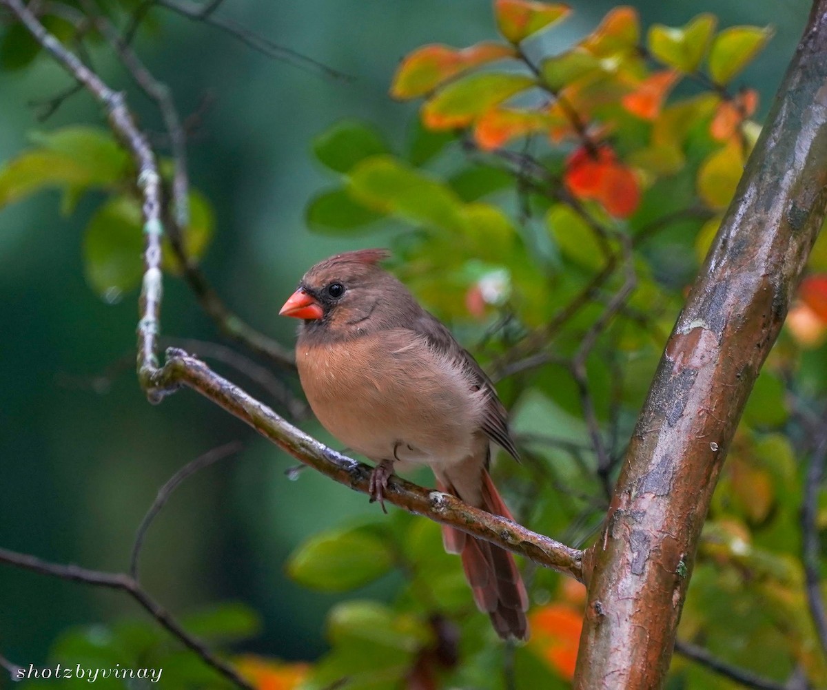 Northern Cardinal - ML131233711