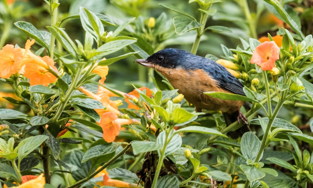 Rusty Flowerpiercer - ML131233951