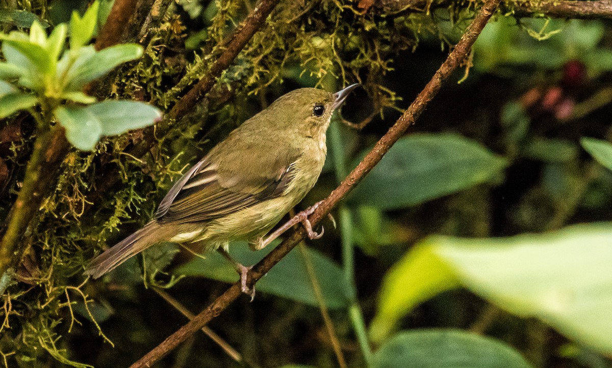 Rusty Flowerpiercer - ML131234001