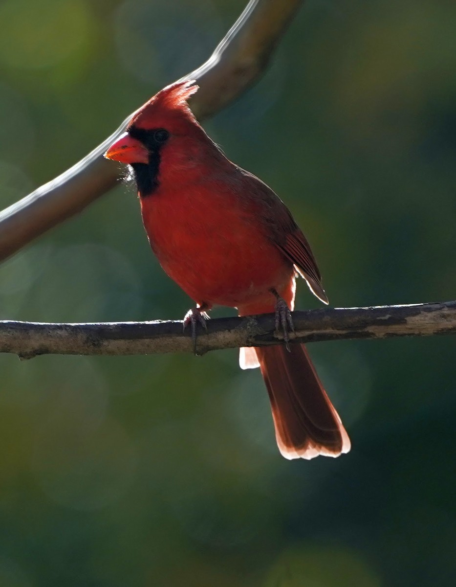 Northern Cardinal - ML131234251