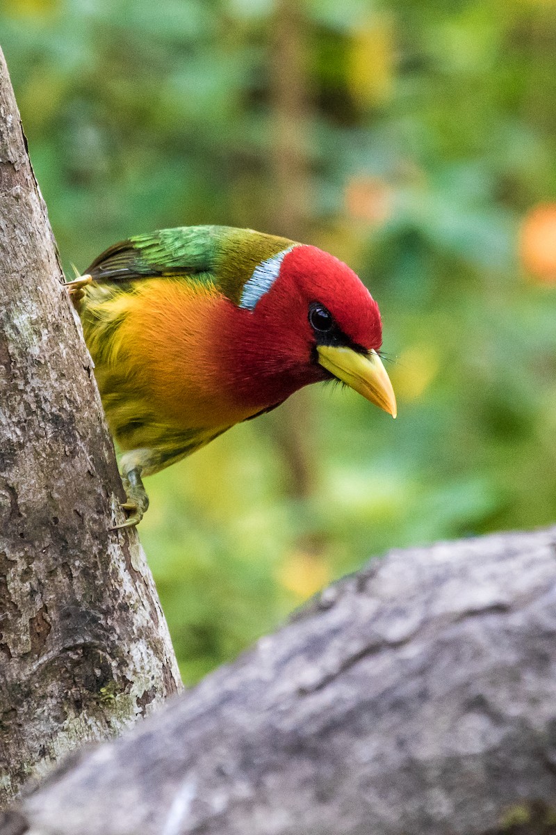 Red-headed Barbet - David Monroy Rengifo