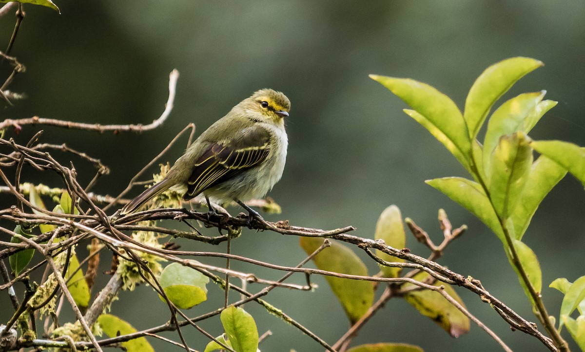 Golden-faced Tyrannulet - ML131235821