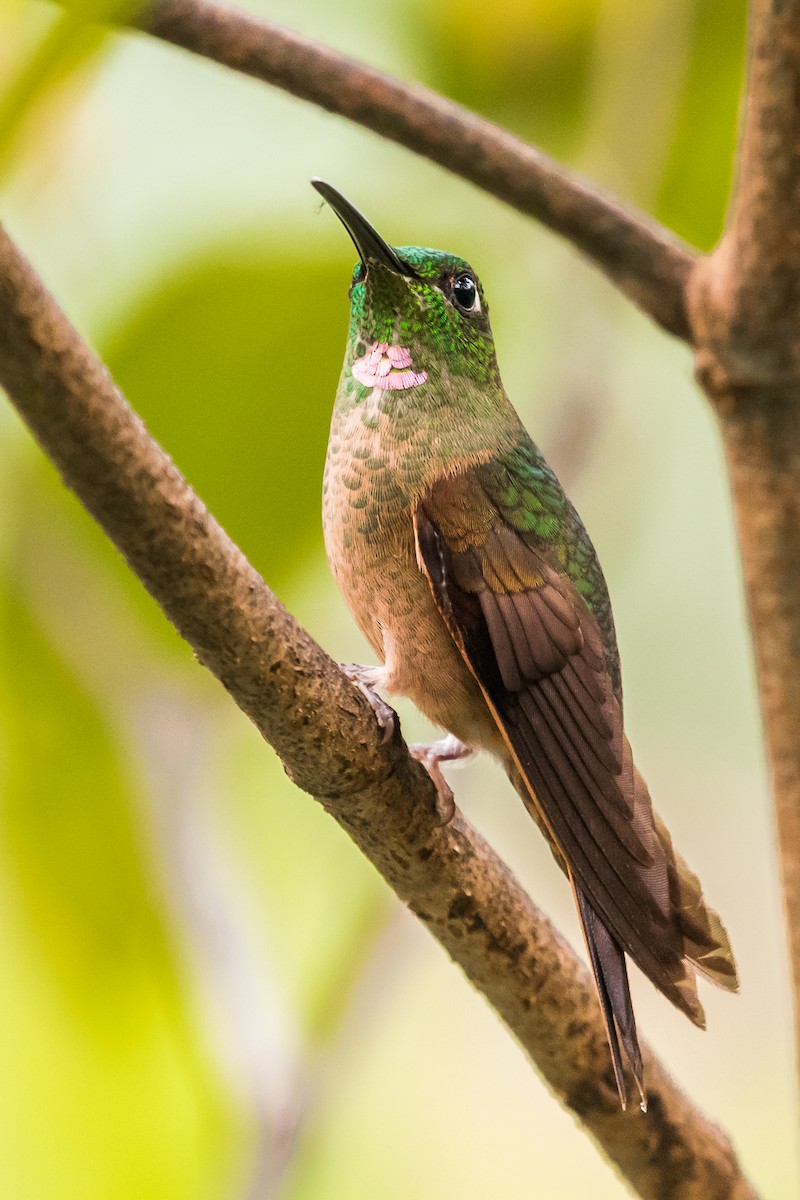 Fawn-breasted Brilliant - ML131236081