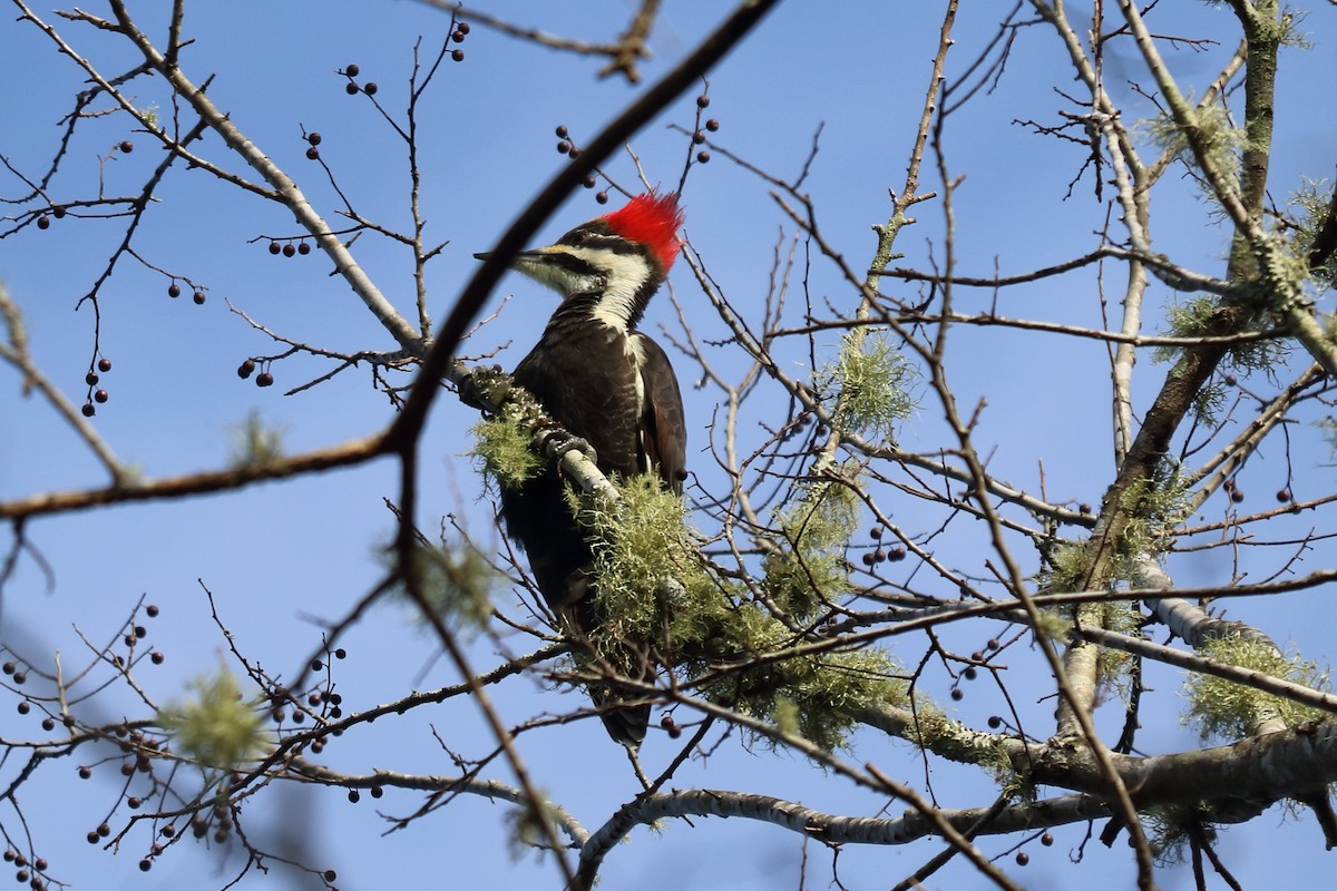 Pileated Woodpecker - Alta Tanner