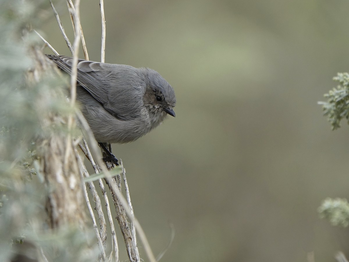 Bushtit - ML131236571