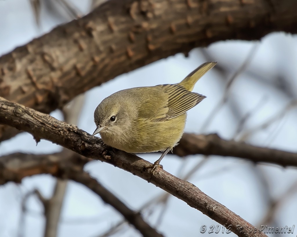 Orange-crowned Warbler - ML131237871