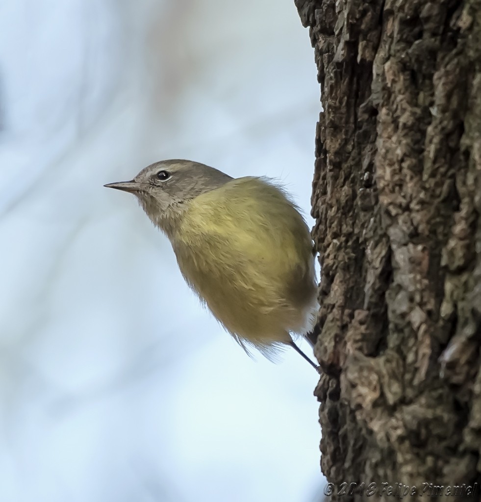 Orange-crowned Warbler - ML131237881
