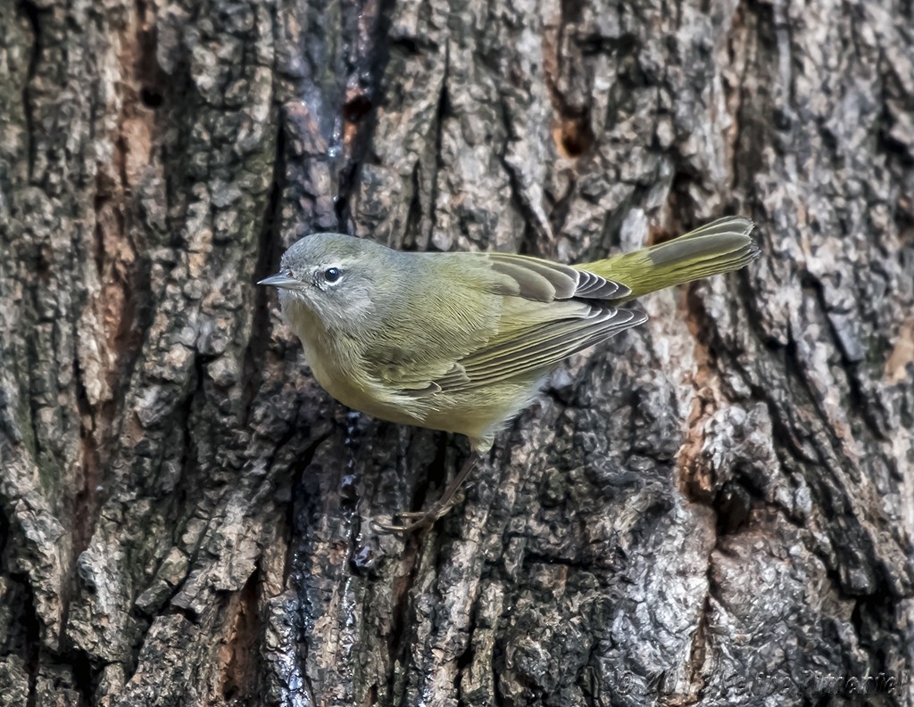 Orange-crowned Warbler - ML131237891