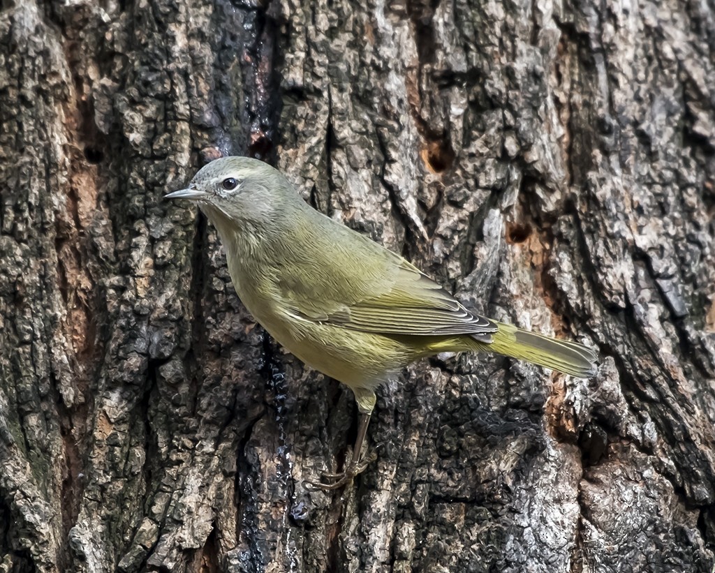 Orange-crowned Warbler - ML131237901