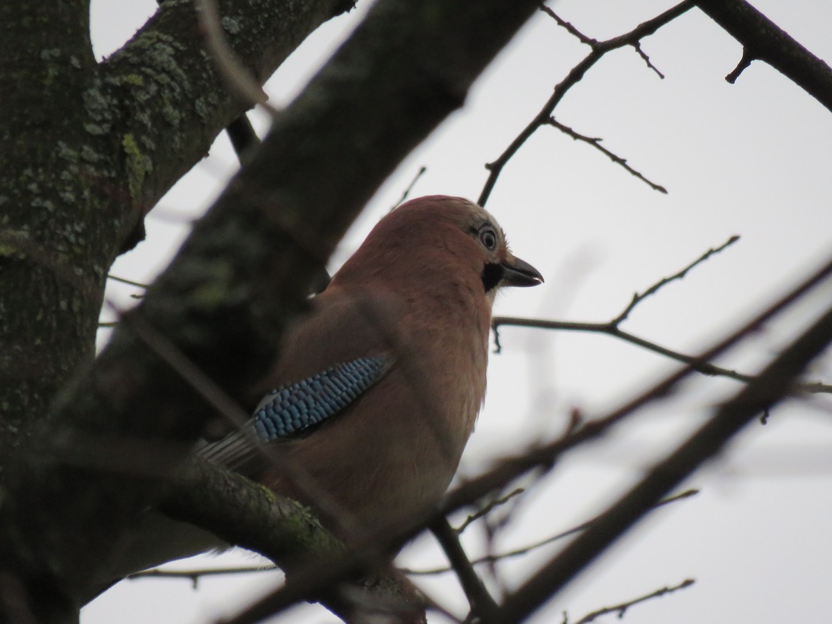 Eurasian Jay - Becca Engdahl