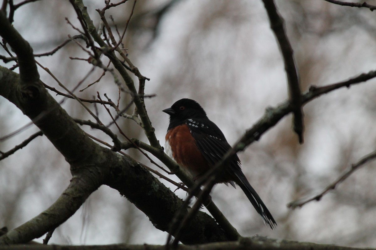 Spotted Towhee - ML131241041