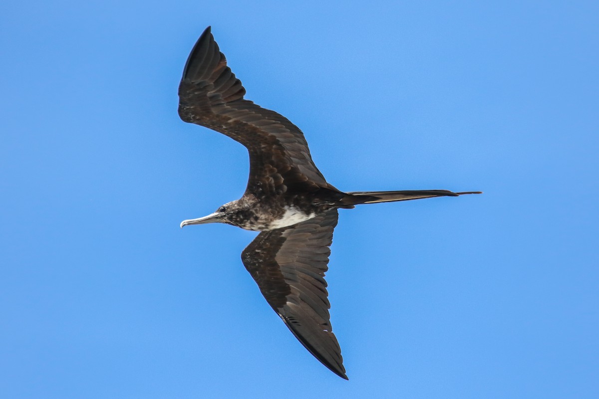 Magnificent Frigatebird - ML131241531