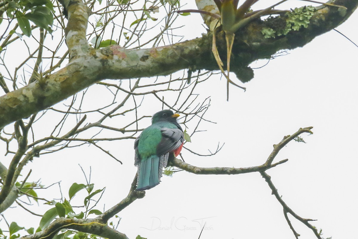 Collared Trogon - ML131241851