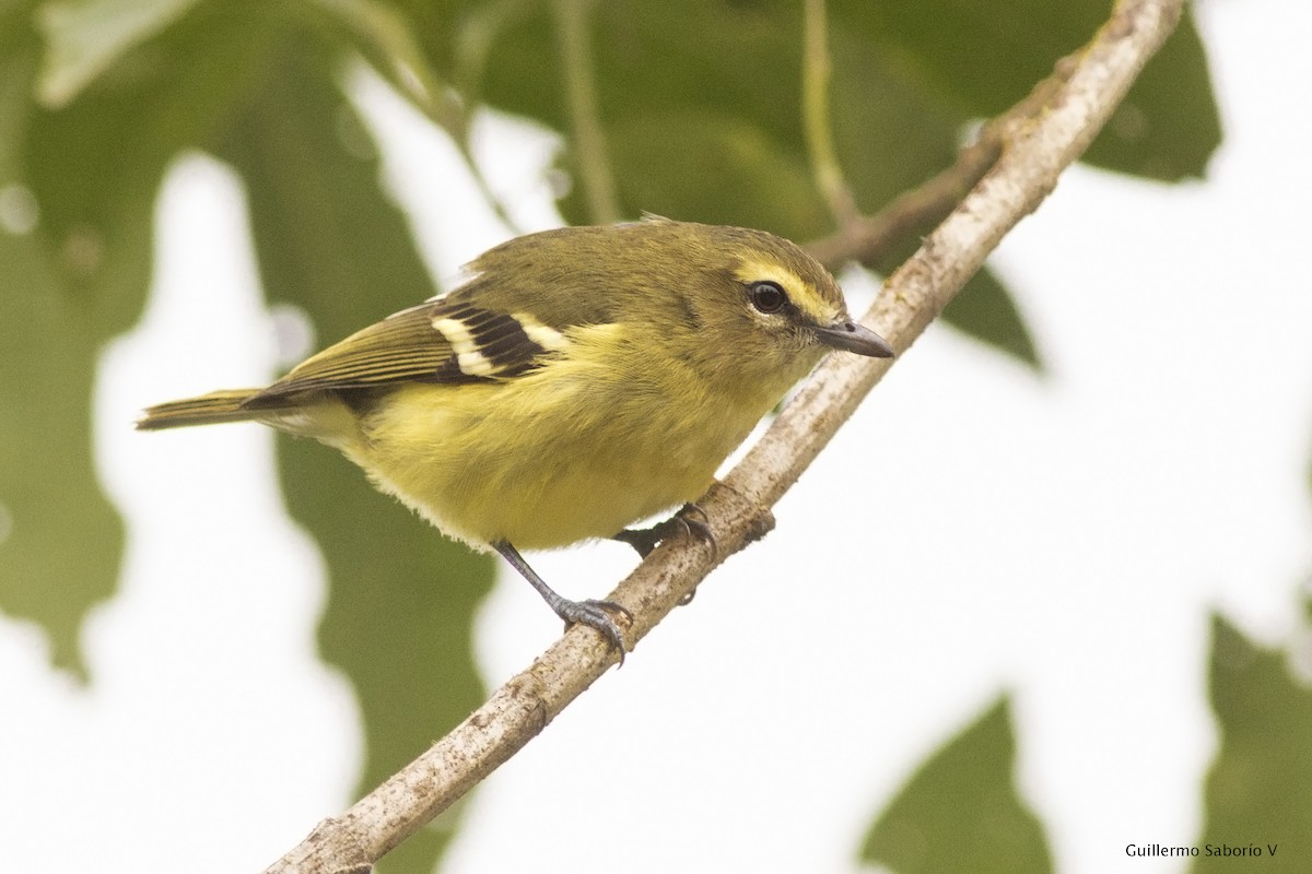Yellow-winged Vireo - Guillermo Saborío Vega