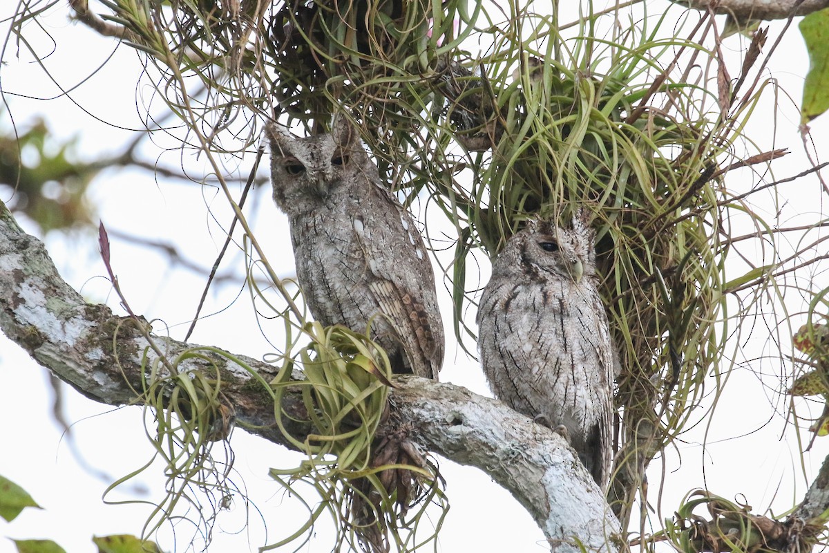 Pacific Screech-Owl - ML131243711