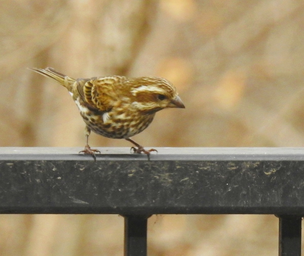 Purple Finch - Elaine  Douglas