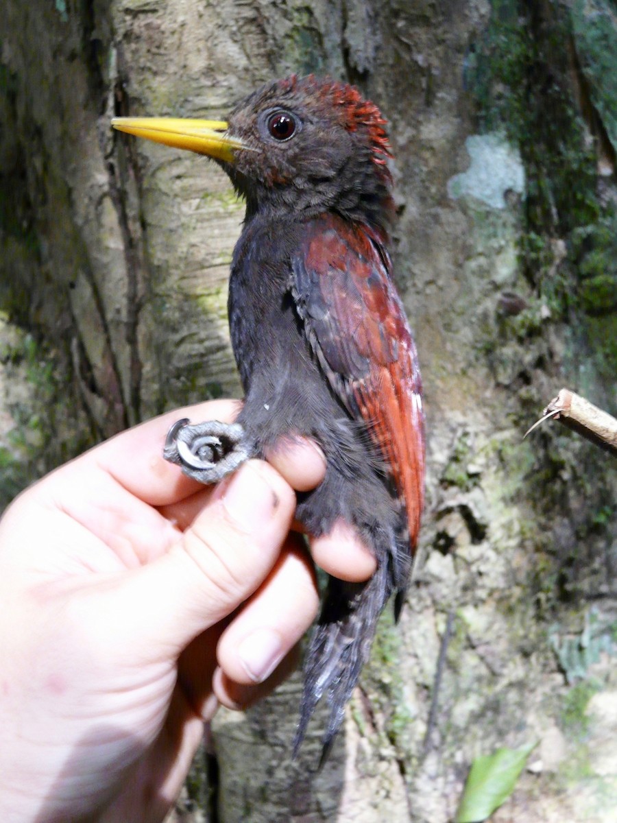 Maroon Woodpecker - ML131246221