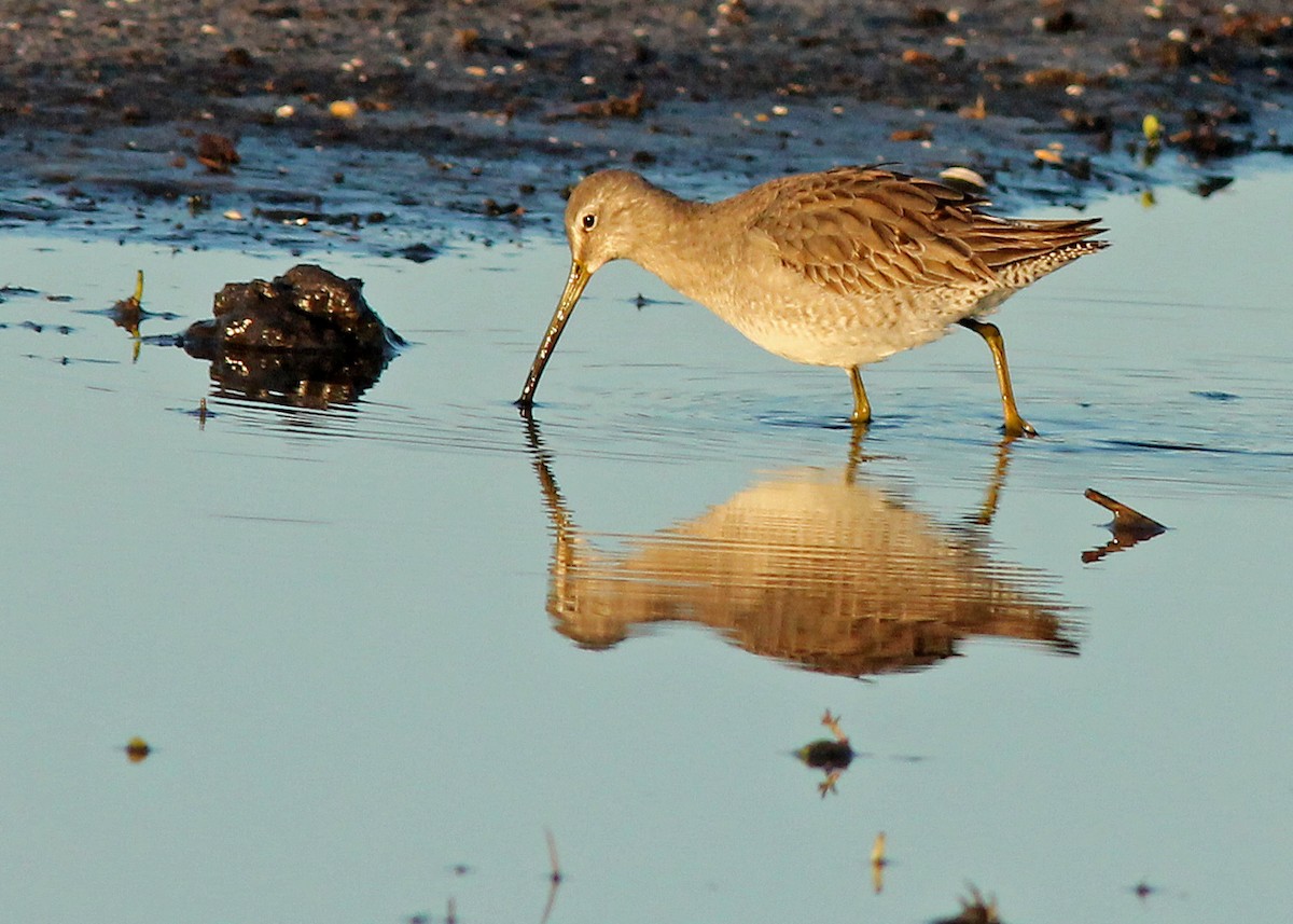 Long-billed Dowitcher - ML131246401