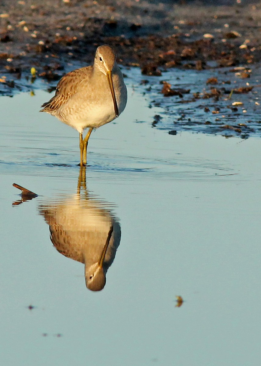 Long-billed Dowitcher - ML131246411