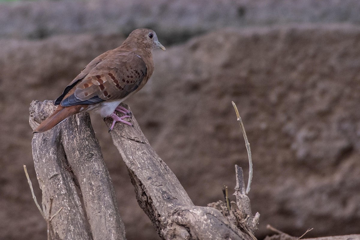 Blue Ground Dove - ML131246431