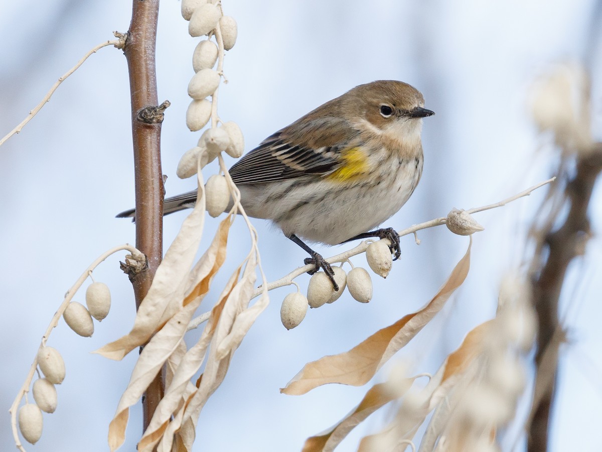 Yellow-rumped Warbler (Myrtle) - ML131247251