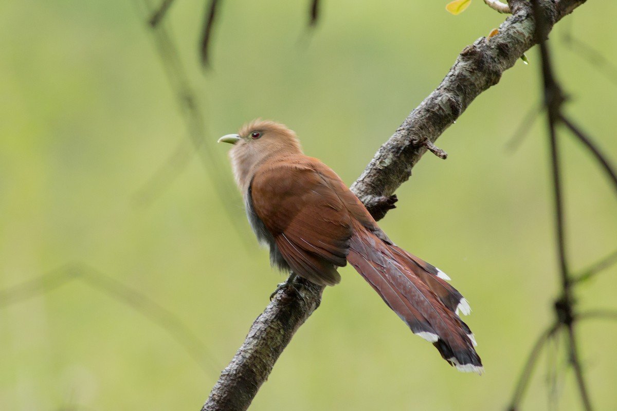 Squirrel Cuckoo - ML131247641