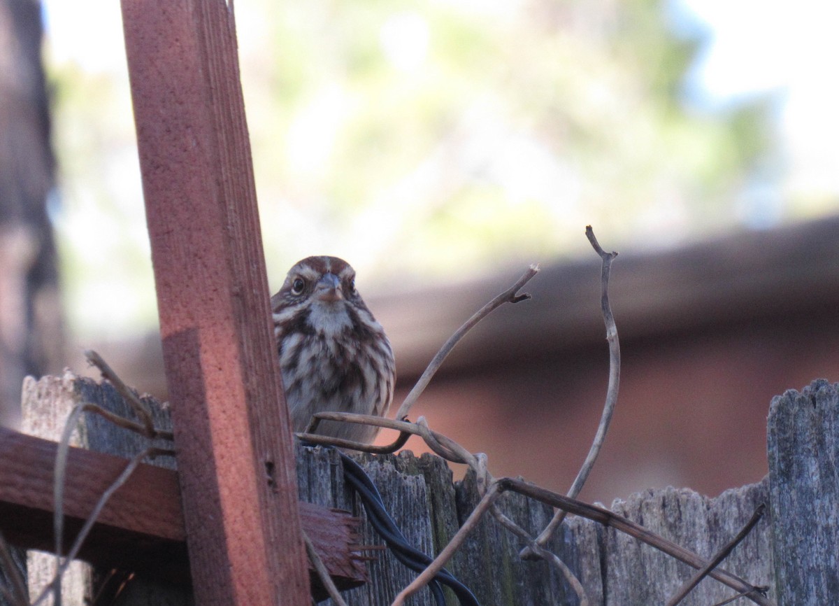 Song Sparrow - ML131248111