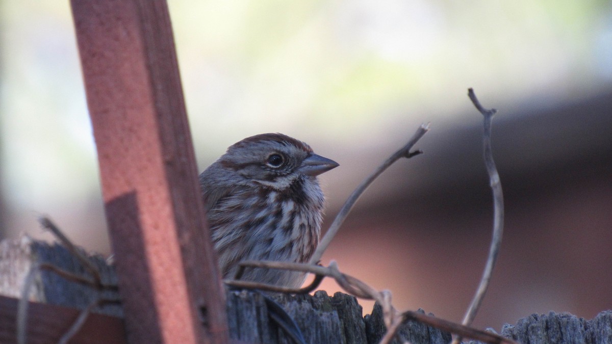 Song Sparrow - ML131248121