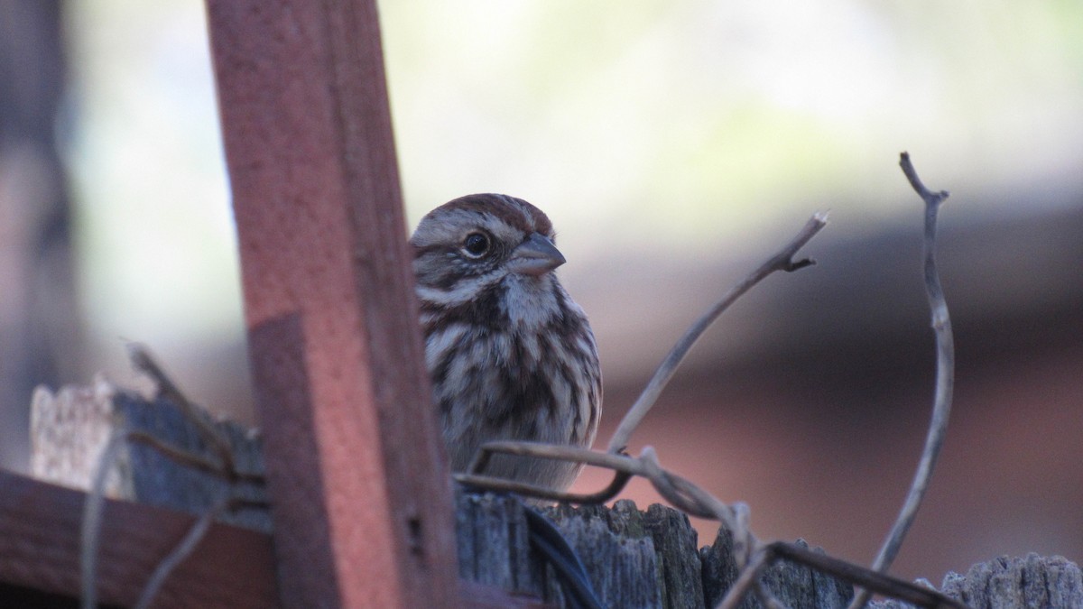 Song Sparrow - ML131248141