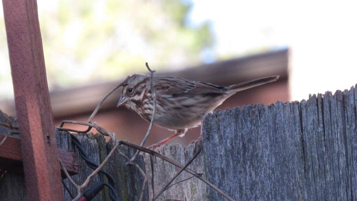 Song Sparrow - ML131248151