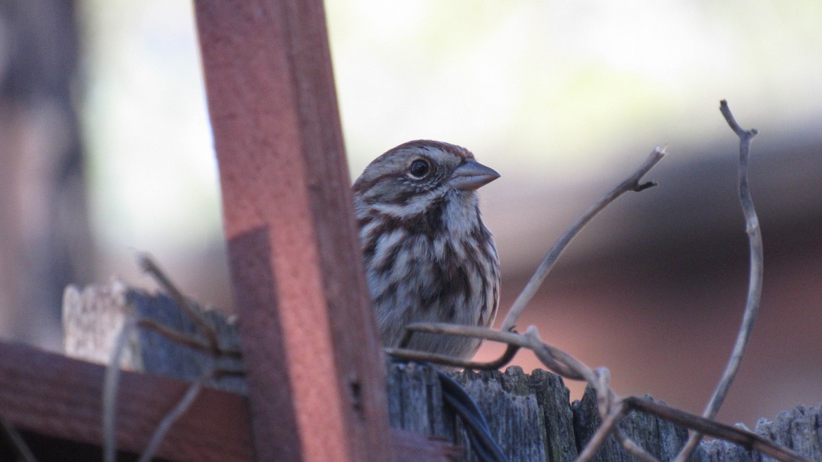 Song Sparrow - ML131248171
