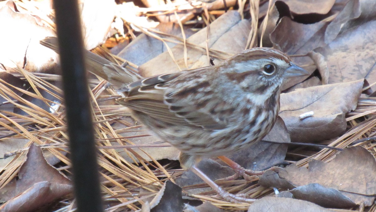 Song Sparrow - ML131248181