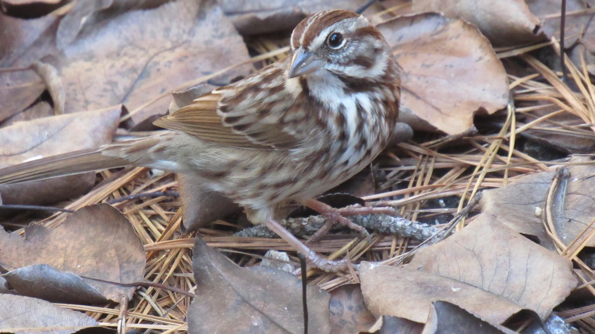 Song Sparrow - ML131248201