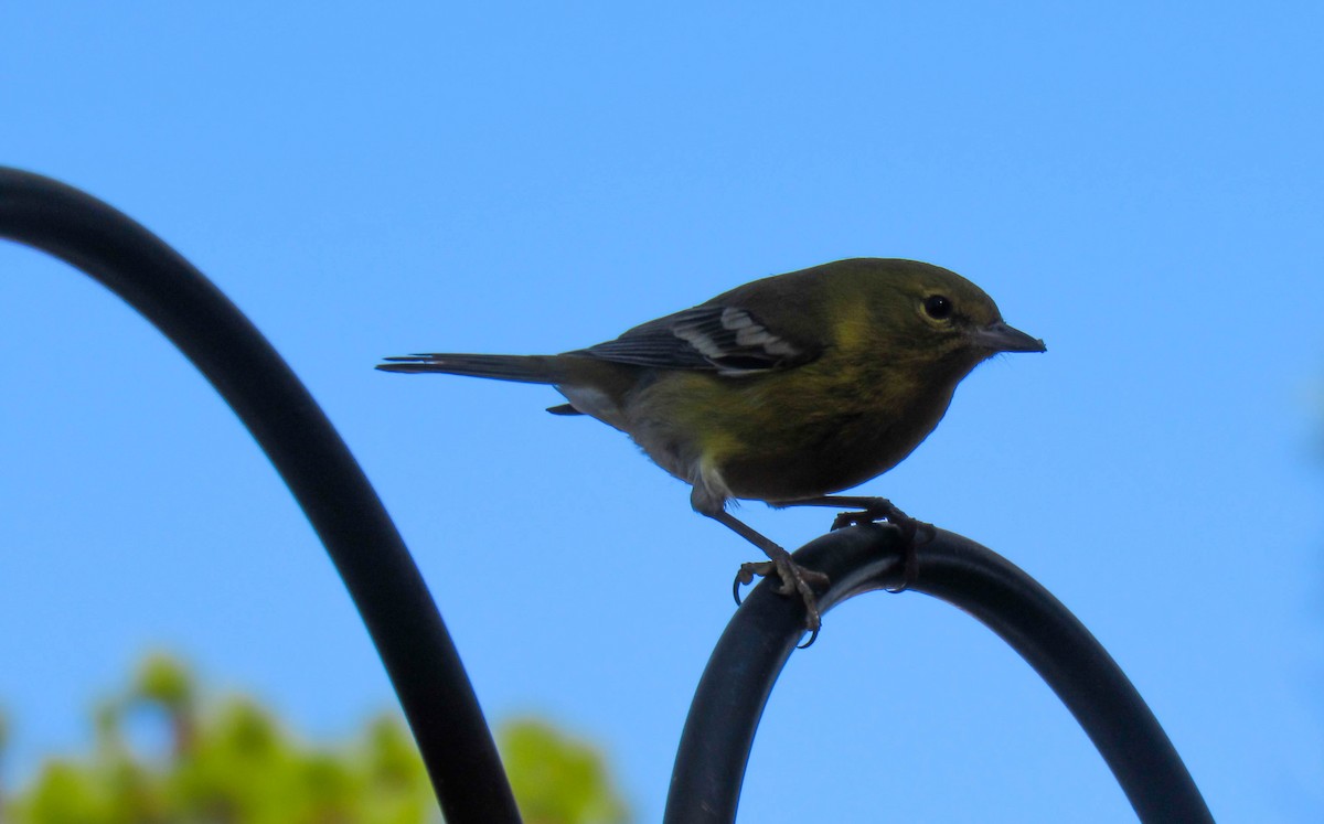 Pine Warbler - ML131248211