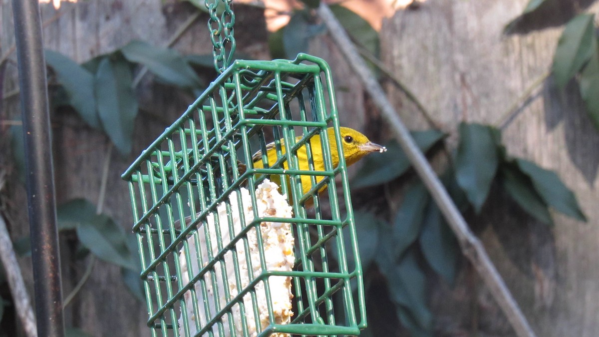 Pine Warbler - ML131248231