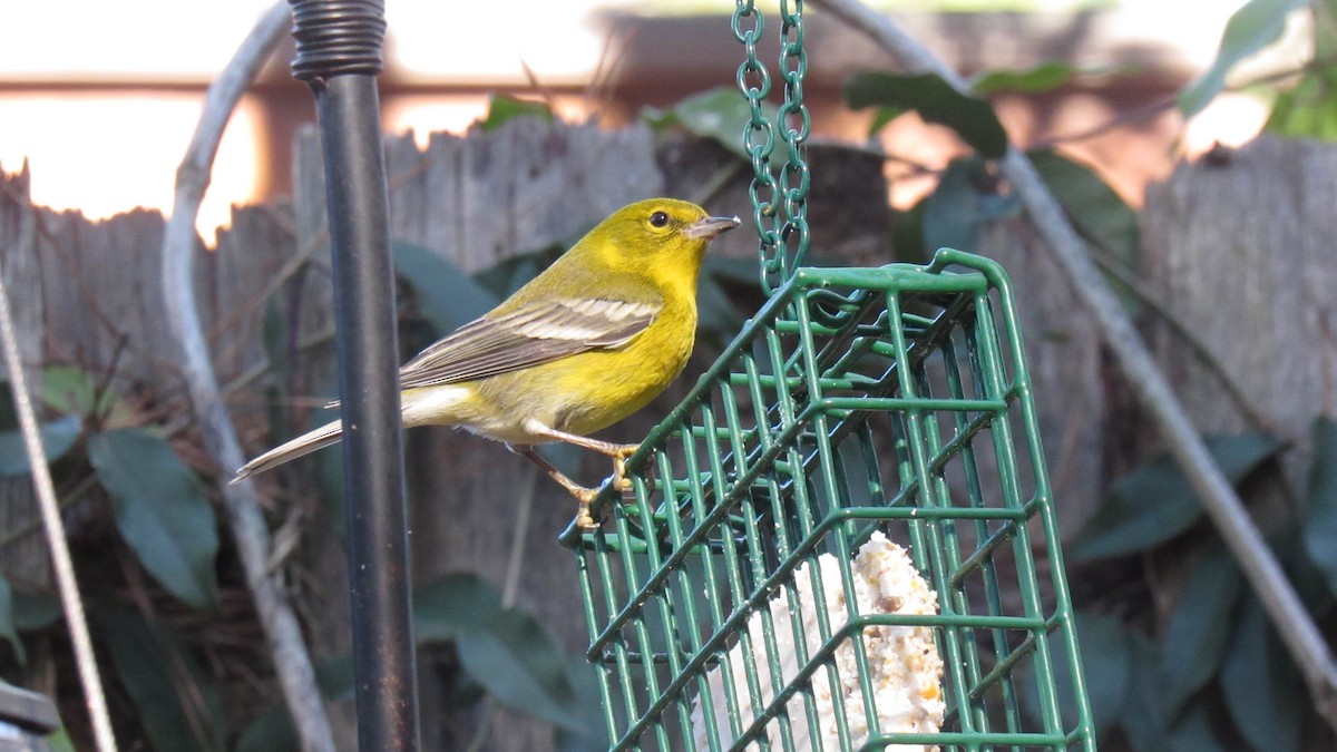 Pine Warbler - ML131248241