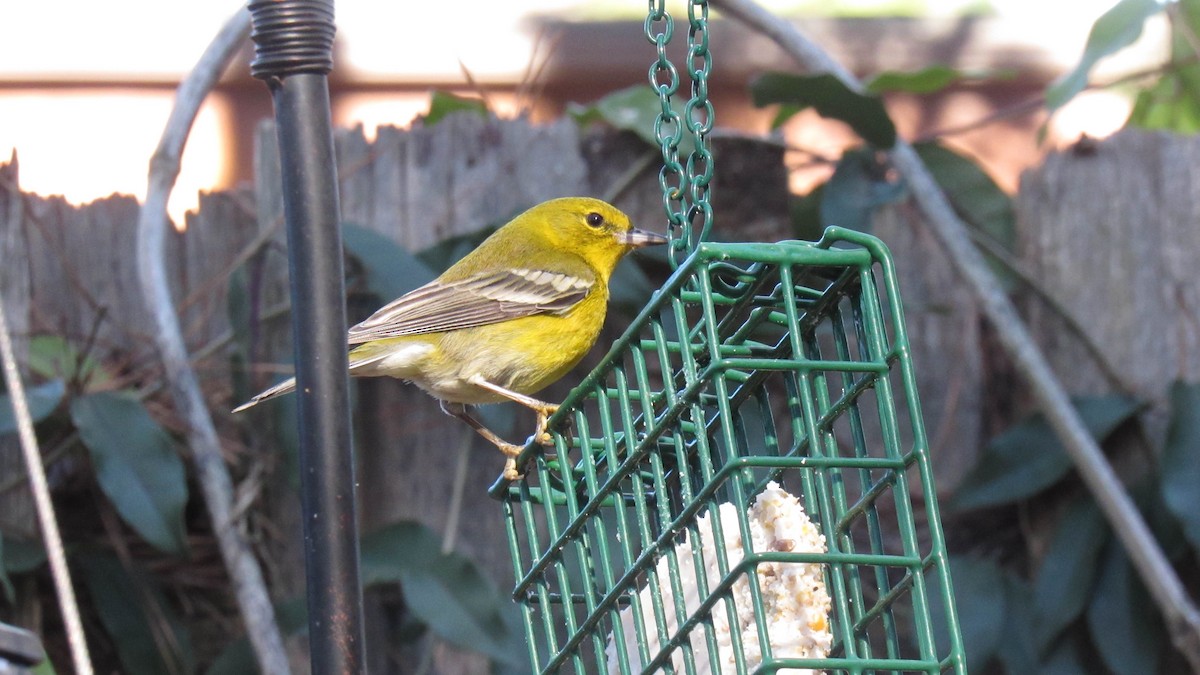 Pine Warbler - ML131248251