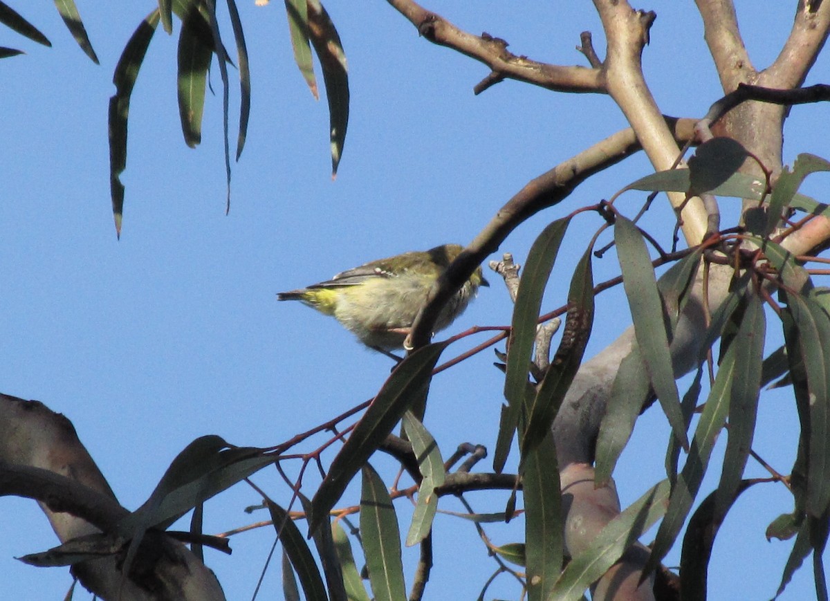 Pardalote Tasmano - ML131248541