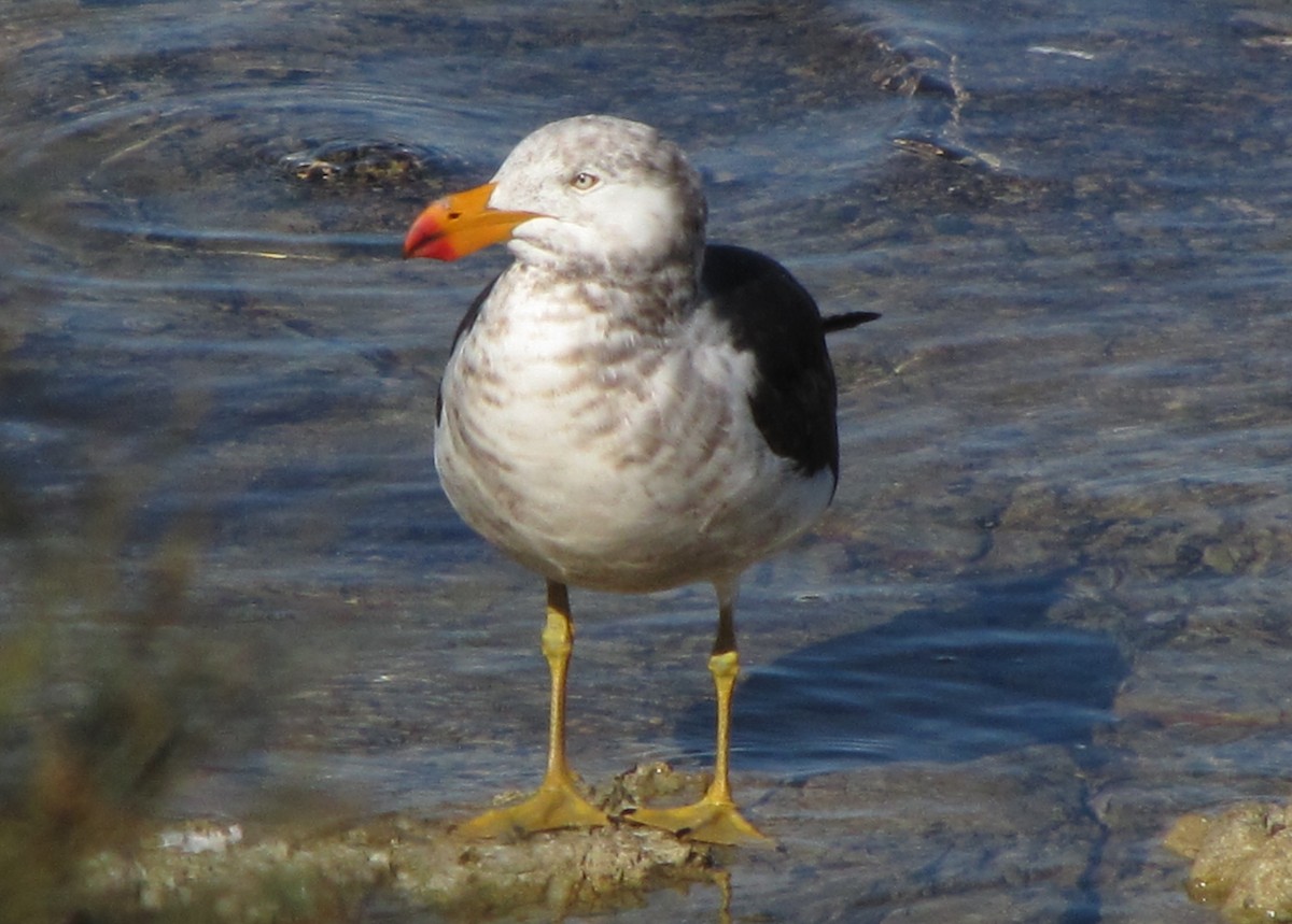 Gaviota de Tasmania - ML131248841