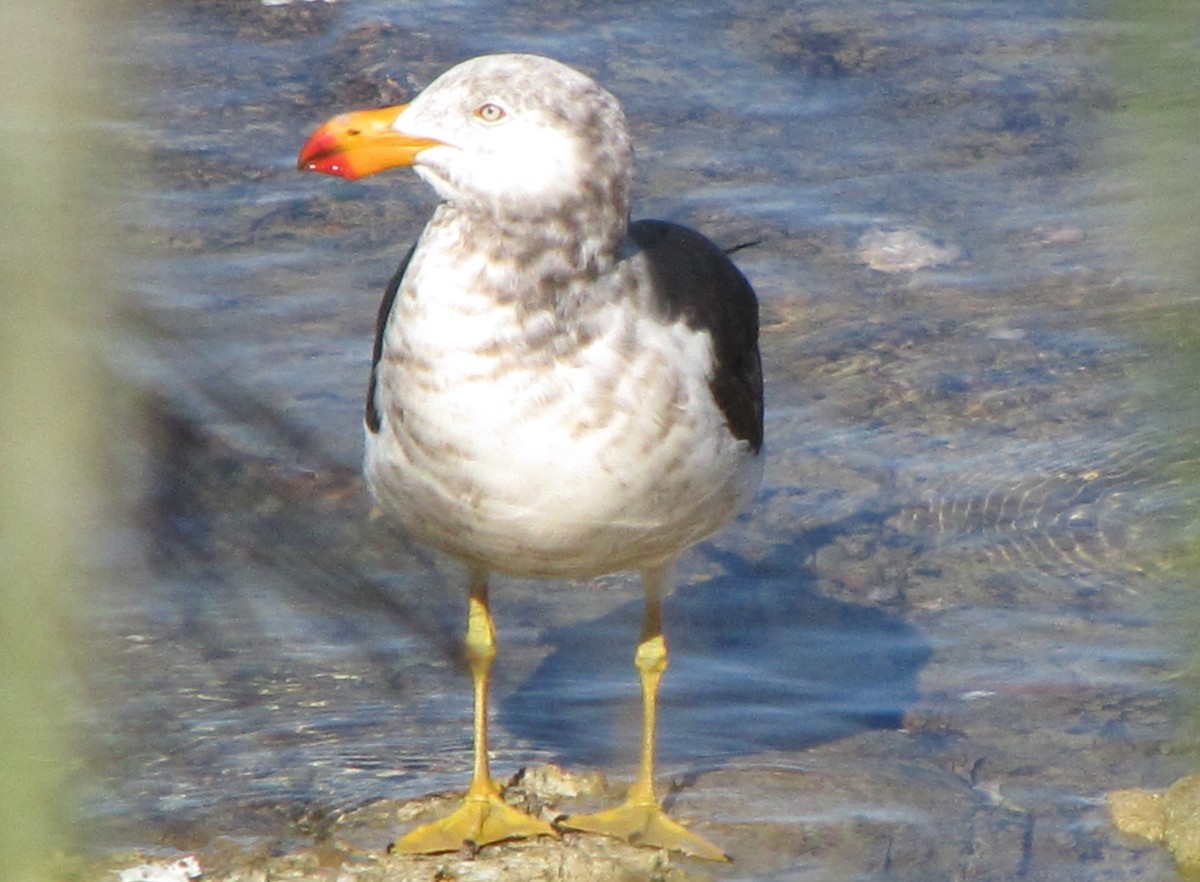 Gaviota de Tasmania - ML131248851