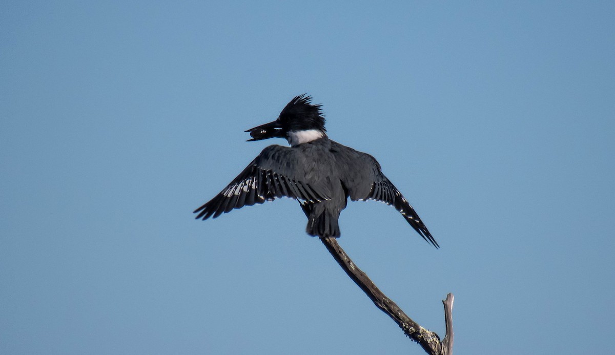 belteisfugl - ML131249401