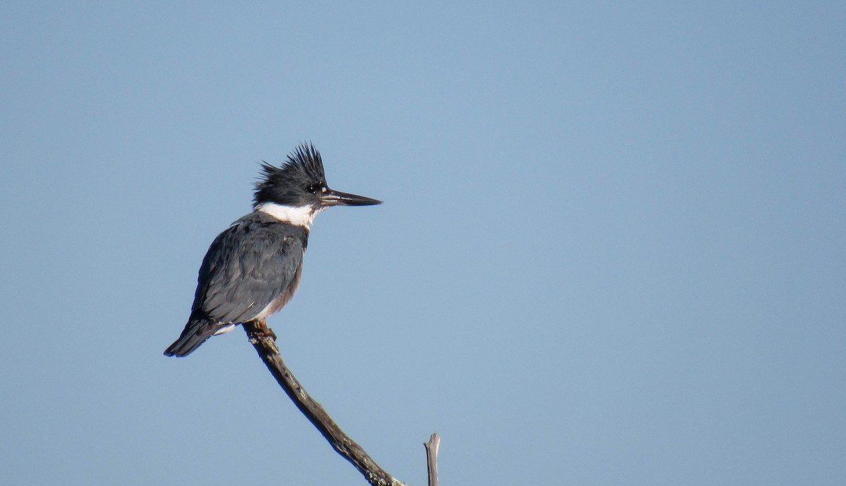 belteisfugl - ML131249411