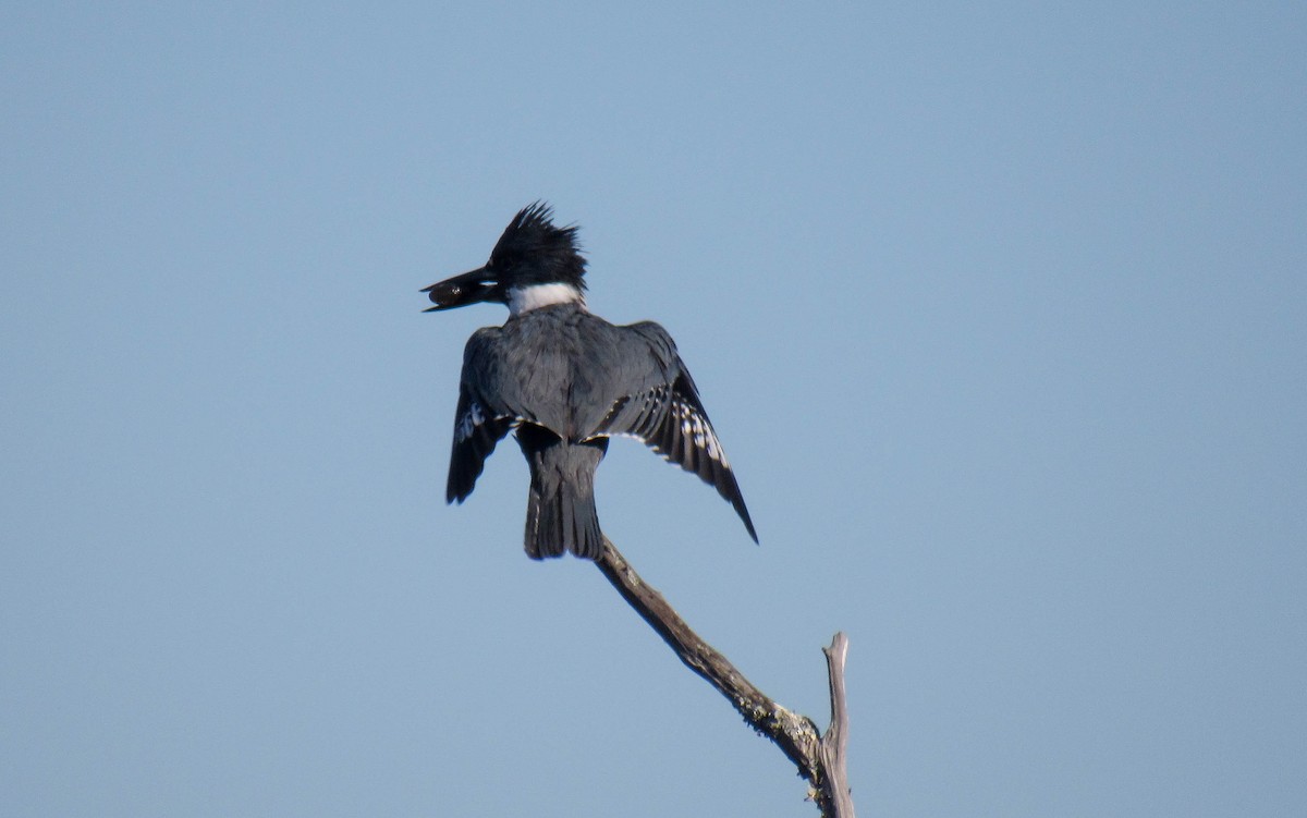 belteisfugl - ML131249421